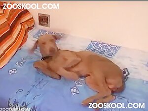 Tasty blonde fucks dog fella cums over tits